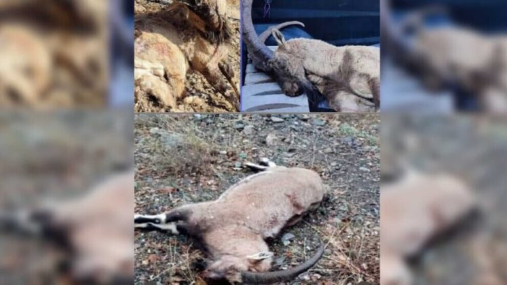 Massale slachting van wilde geiten in Şırnak