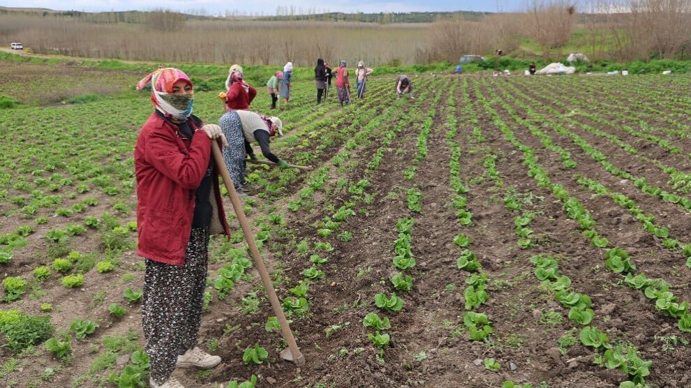 Werkneemsters in Hevsel-tuinen werken negen uur per dag, maar kunnen er niet van leven